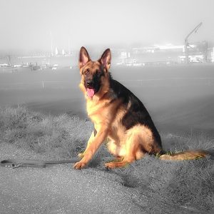 Henk_Rex-Recensie